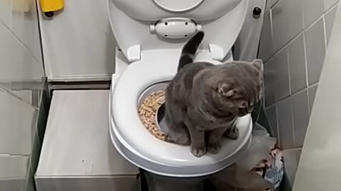 My cat uses the toilet