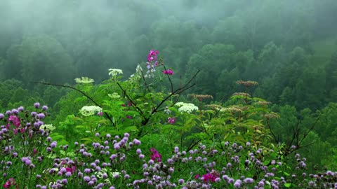 Soothing rain sounds with birds chirping!