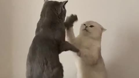 Funny cats