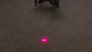 Cat playing with Lazer 2