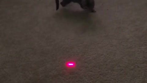 Cat playing with Lazer 2