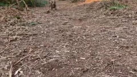 Dachshund Running to Camera 😍 Cutest Critters