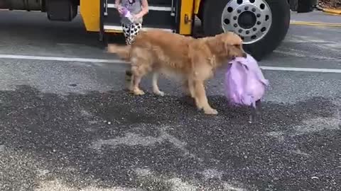 Dog helps to carry little girl's bag after school