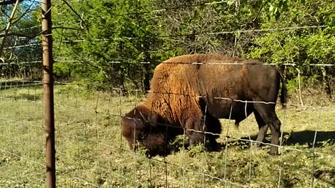 big bison bull near the fence at CNRA - Hush, Captain! don't aggravate him!