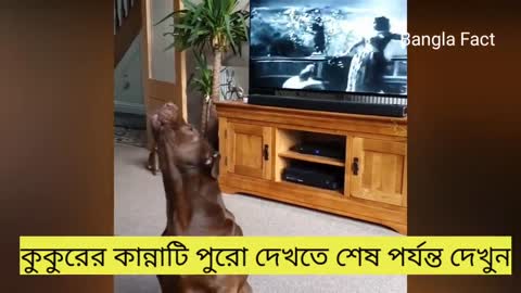 লতা মঙ্গেশকরের মৃত্যুতে তার পোষা কুকুরের আর্তনাদ দেখুন | Lata Mongeshkor's Dog Heart Touching Video