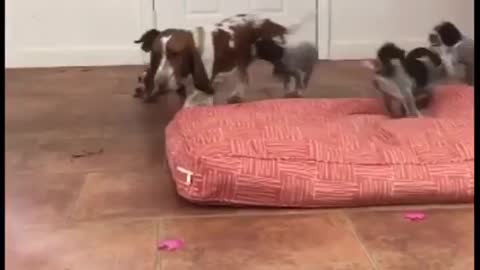 Nanny Basset Hound entertains large litter of puppies