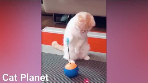 Funny Cats Video 2020