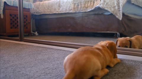 Lindo perrito jugando con su propio reflejo en casa