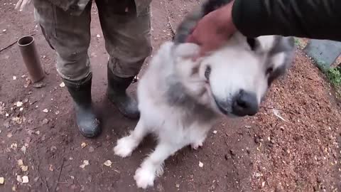 WOLFDOG OR BEAR? BIGGEST WOLF AND DOGS HYBRID