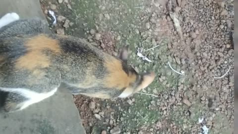 Gato brincando com suas presas Antes de devoralas 😼😋🦎