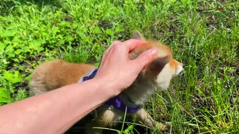 A fox became on after he was rescued