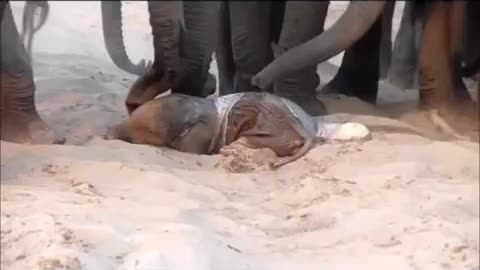 Fantastic and rare day time footage of a wild elephant giving birth