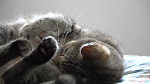 cute sleeping cat