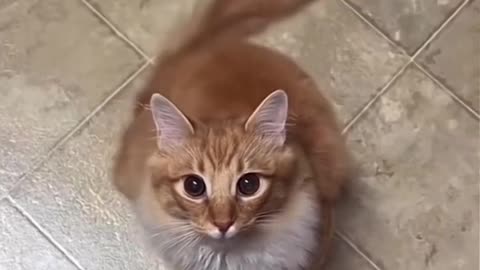 Funny and Cute Cats Videos #48