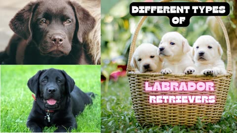 The Different Types of Labrador Retrievers