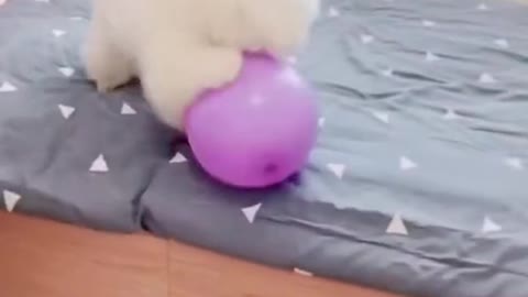 Puppy Dance with Baloon