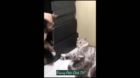 "Hilarious Cats and Dogs Compilation: Non-Stop Laughter Guaranteed!"