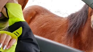 Friendly Horses Block Road