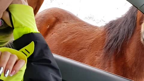 Friendly Horses Block Road