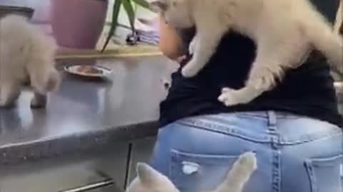 Cat climb