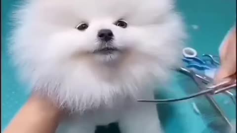 Cute puppy with the song "mere bhuggu oye"