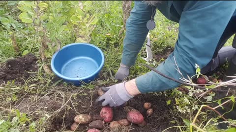 NO DIG potato test ireland 21