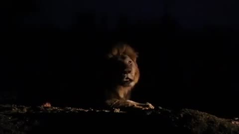 African lion sound