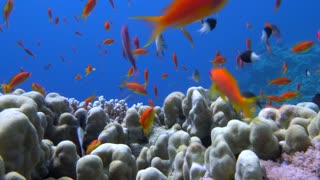 Relaxing Reef With Music