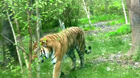 Tiger waking in forest