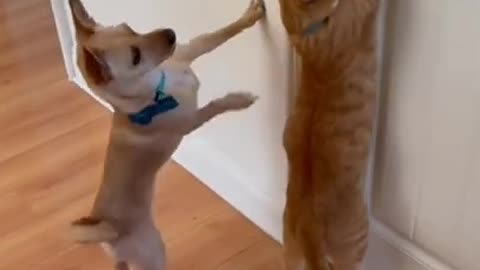 Baby Cats - Cute Cats Funny Videos Compilations #6 #shorts