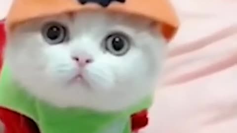 Cute funny baby cat video