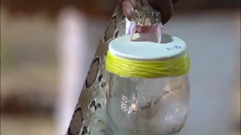 snake antivenom