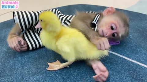 BiBi lulls duckling and Ody cat Monkey Bibi to sleep so sweet_ Like And Subscriber Chennal