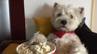 Halloween-loving Pup Has Nightmare From Scary Movie