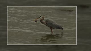 Great Blue Heron Swallowing Small Fish