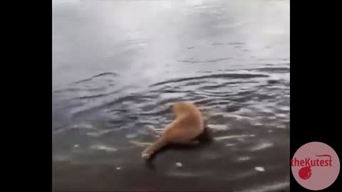 Cat Catches Koy Fish
