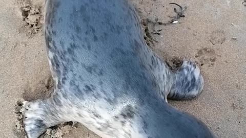 Sweet Seal Comes to Say "Hi"