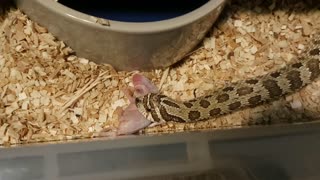 Interrupting my Hognose Feeding by accident.