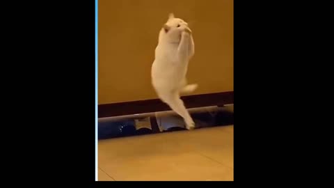 Very clever cat catches the pingpong ball like a pro