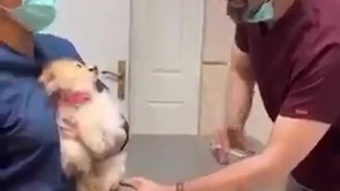 Dog's reaction towards injection.