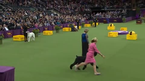 Best in Show Ceremony | WESTMINSTER DOG SHOW (2018) | FOX SPORTS