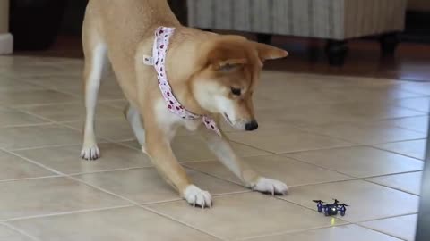 DOG TERRIFIED OF MINI DRONE CAMRA AND BABY DOG CUTE FUN