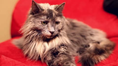 gray cat laying on red couch