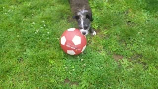 Perro demuestra increíble talento para el fútbol