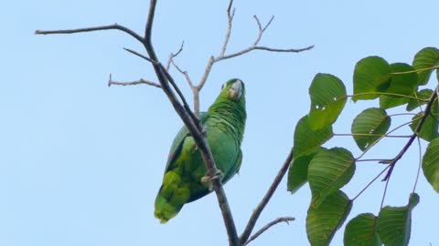 A beautiful green*parrot