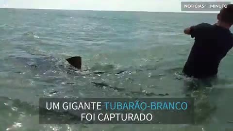 Tubarão-tigre gigante é capturado durante pescaria