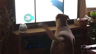 Dog totally fascinated by other dogs on TV