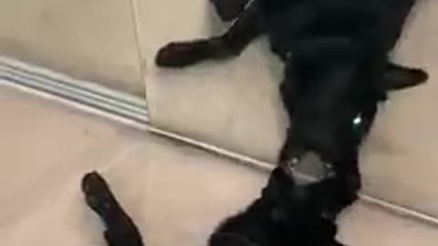 Black retriever dog fights his mirror reflection!funny