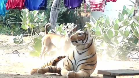 Plush tiger scaring a dog