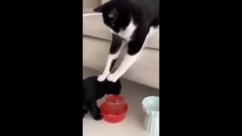 Funny Cats and Dogs Videos 2024 - Try not to Laugh